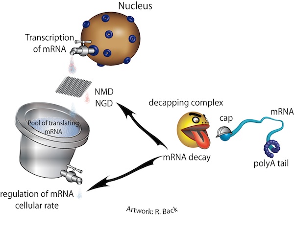 mRNA decay. Les mécanismes de dégradation des ARN mesagers eucaryotes