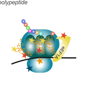 RNA and protein modifications