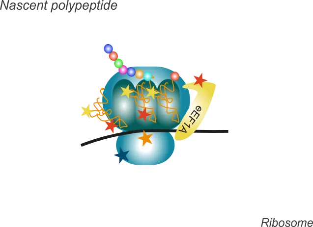 RNA and protein modifications