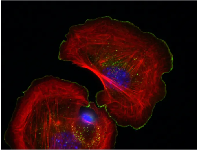 Cytoskeleton and cell morphogenesis 