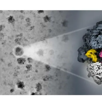 Comment les ribosomes des archées « hibernent »
