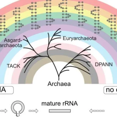 Diversité des voies de maturation de l’ARNr chez les archées