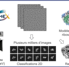 Évolution : Des Mécanismes Révèlent La Proximité Entre Les Eucaryotes et Les Archées