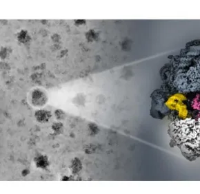 Comment les ribosomes des archées « hibernent »