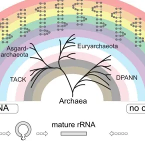 Diversité des voies de maturation de l’ARNr chez les archées
