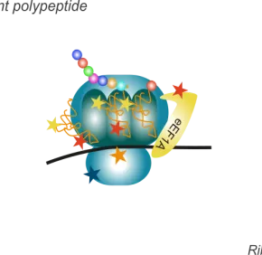 RNA and protein modifications