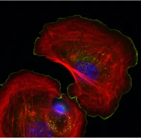 Cytoskeleton and cell morphogenesis