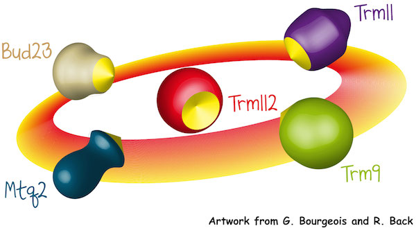 Réseau Trm112 : le réseau d'interactions de la protéine Trm112 activant des enzymes