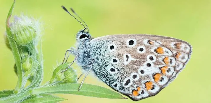 Variétés rationnelles