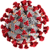 Vers une nouvelle stratégie antivirale contre la covid-19 ?