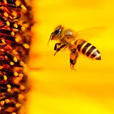 Des projets bio-inspirés