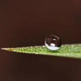 Des surfaces superhydrophobes et antibuées inspirées de la nature