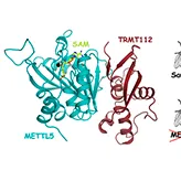 Des chercheurs identifient une enzyme indispensable au développement