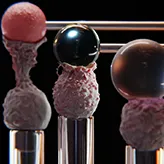 Rigides et visqueux, la vérité sur les globules blancs