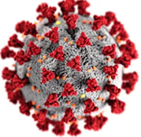 Vers une nouvelle stratégie antivirale contre la covid-19 ?