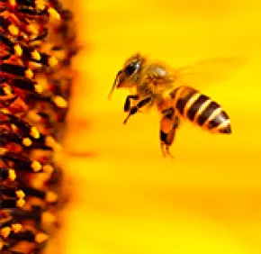 Des projets bio-inspirés