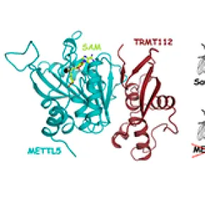 Des chercheurs identifient une enzyme indispensable au développement