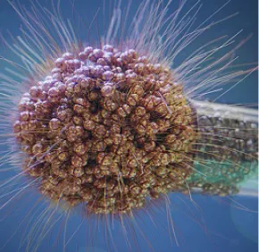 Des scientifiques décryptent le mécanisme de progression de la méningite