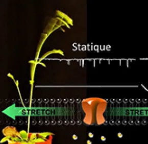 Vers une compréhension de la réaction des plantes face au vent