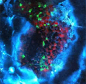 Prix 2020 de la Société Européenne de Microscopie pour Emmanuel Beaurepaire