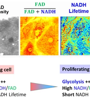 FLIM-based metabolic imaging