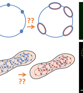 Replication in archaea