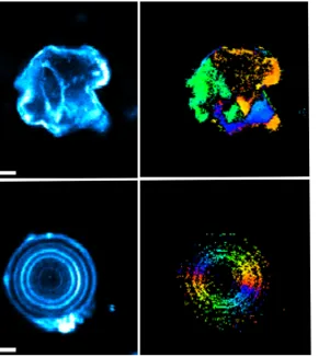 Nonlinear polarimetry