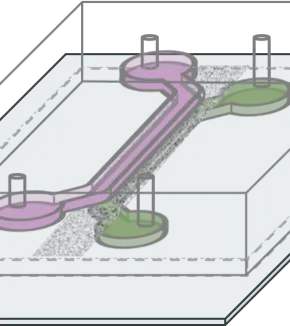 Microfluidique et organes sur puce