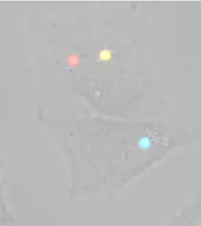 Nanoimagerie de la signalisation cellulaire