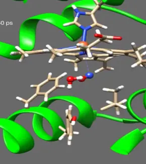 Dynamique fonctionnelle des protéines