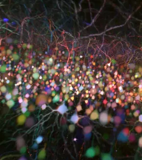 Brain-wide multicolor 2P microscopy