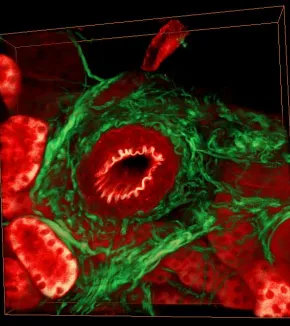 Second harmonic generation in skin and cornea