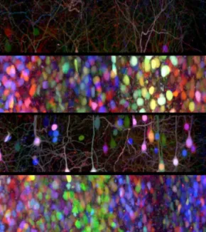 Polytechnique bioimaging facility / Morphoscope