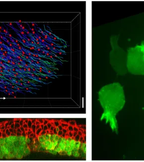 Cell migration and morphogenesis in the early embryo