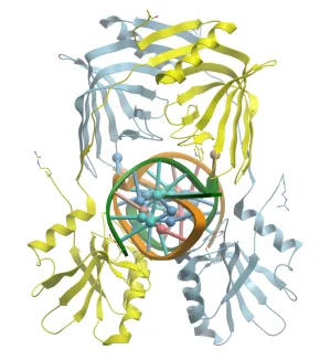 Réparation ADN chez les procaryotes