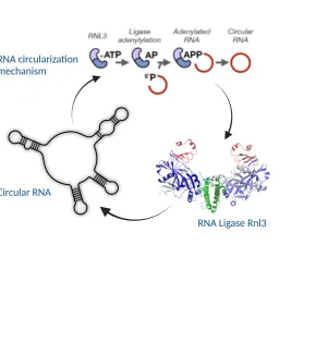 Functions and diversity  of circular RNAs in archaea