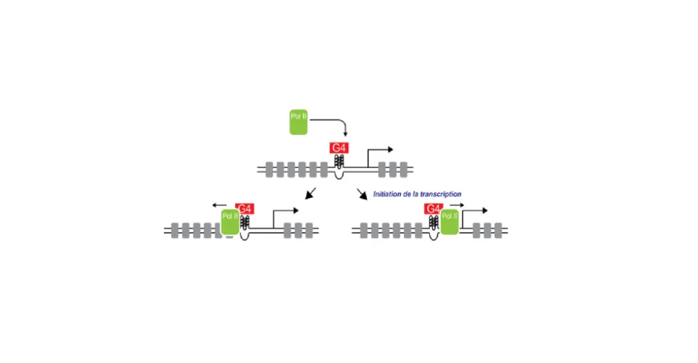 Au-delà de la séquence : quand la structure de l’ADN régule les gènes