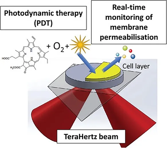 Observer l’eau des cellules pour suivre les traitements anticancéreux qui utilisent la lumière