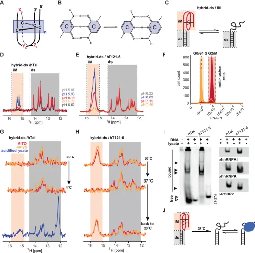 Le i-motif d'ADN serait rare chez l'homme