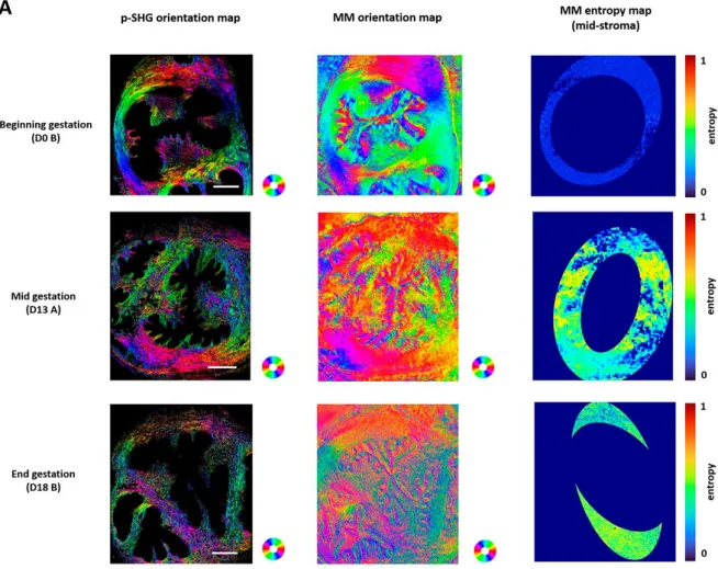New publication in APL Photonics - Advanced optical polarimetric microscopy reveals spatio-temporal dynamics of cervix remodeling during gestation