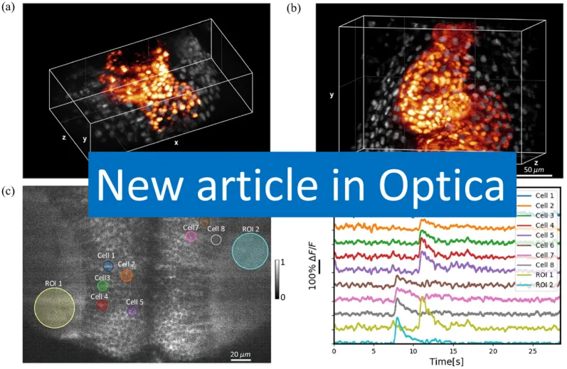 New publication in Optica - Two-photon light-sheet live imaging at kilohertz frame rate using birefringence-based pulse splitting