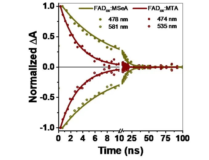 New publication in ACS J. Phys. Chem. Letters - Characterization of Thermal Recovery Activation in Fast Photochromic Flavoprotein Charge-Transfer Complexes