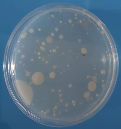 Adaptation microbienne