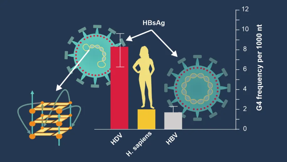 Unusual nucleic acid structures