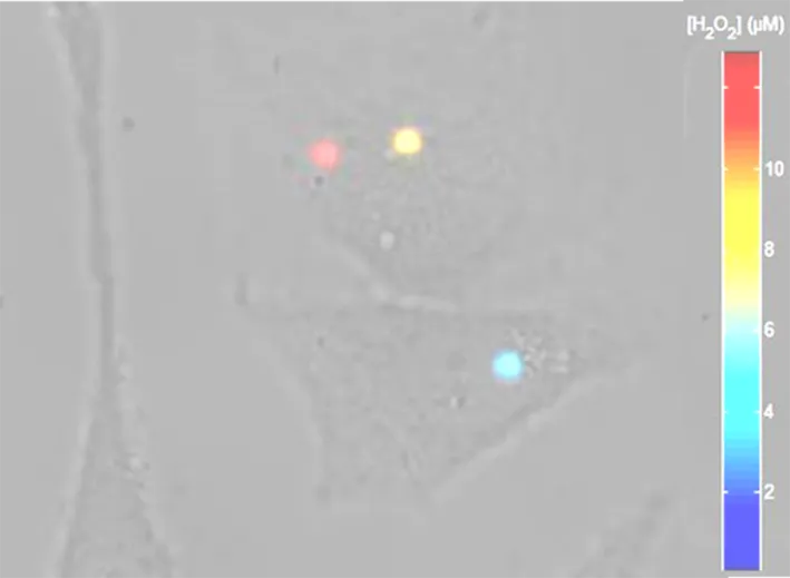 Naoimagerie de la signalisation cellulaire