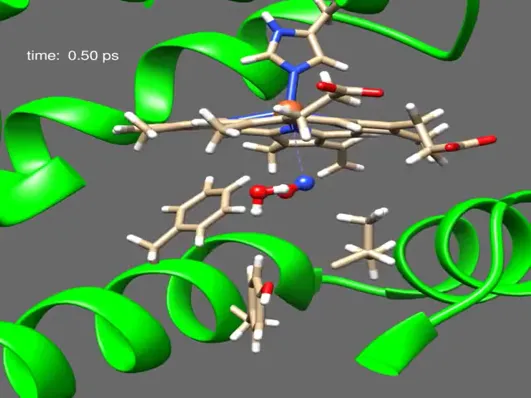 Dynamique fonctionnelle des protéines