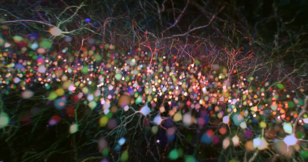 Brain-wide multicolor 2P microscopy