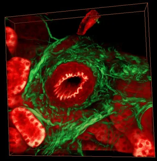 Second harmonic generation in skin and cornea 