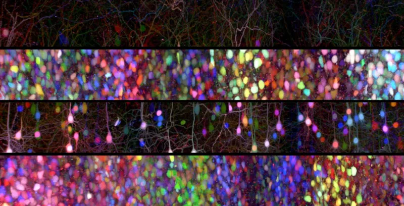 Polytechnique bioimaging facility / Morphoscope