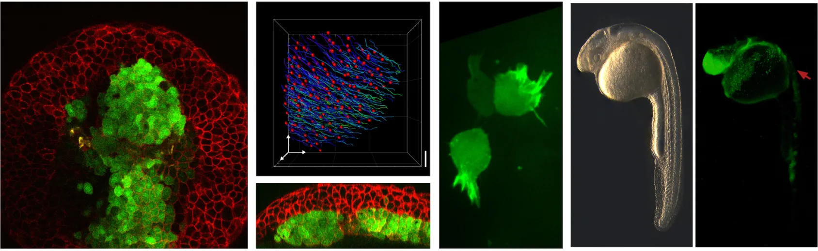 Cell migration and morphogenesis in the early embryo